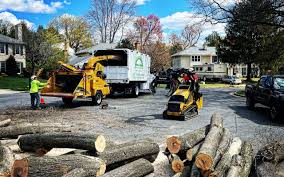 Best Tree Disease Treatment  in Fishers, IN